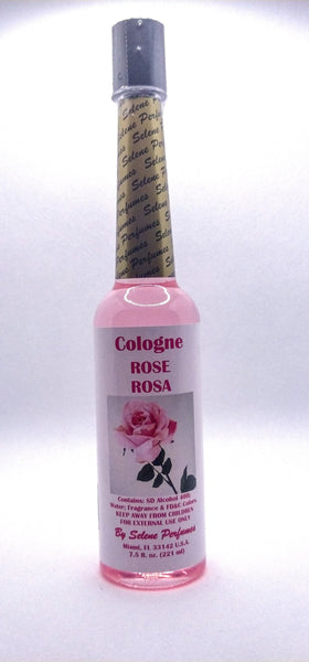 Rose  ( Rosa )    Cologne